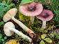 Russula sapinea