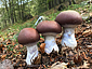 Cortinarius praestans