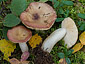 Russula violaceoincarnata