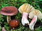 Russula taigarum