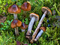 Cortinarius collinitus