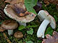 Russula odorata