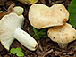 Russula farinipes