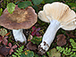 Russula violaceoincarnata