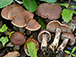 Cortinarius confirmatus