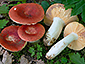 Russula rubroalba