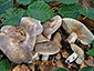 Lactarius acris