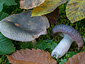 Russula cyanoxantha f. cutefracta