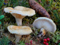 Lactarius auriolla