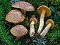 Suillus tridentinus