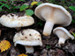 Lactarius aquizonatus