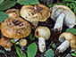 Russula subfoetens