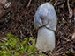 Tricholoma virgatum