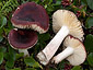 Russula saliceticola