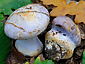 Cortinarius aurantiobasalis