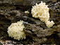 Hericium clathroides