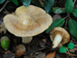 Lactarius ilicis