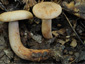 Lactarius quietus