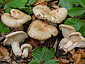 Lactarius pallidus