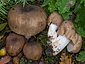 Russula sororia