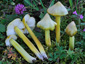 Hygrocybe citrinovirens