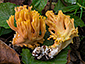 Ramaria fagetorum