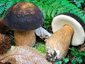 Boletus aereus