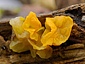 Tremella mesenterica