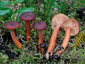 Lactarius badiosanguineus