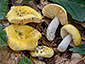 Russula risigallina