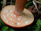 Lactarius badiosanguineus