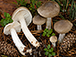 Hygrophorus pinophilus