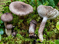 Hygrophorus inocybiformis