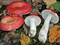 Russula tinctipes