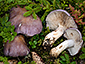 Cortinarius cumatilis