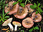 Russula tyrrhenica