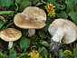 Lactarius salicis-herbaceae