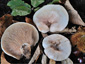 Lactarius controversus