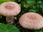 Lactarius spinosulus