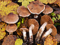 Cortinarius luridus