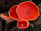 Sarcoscypha coccinea