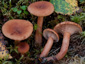 Lactarius tabidus