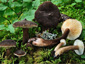 Lactarius lignyotus