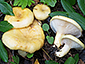 Lactarius flavoaspideus