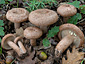 Lactarius quietus