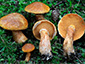 Suillus tridentinus