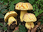 Boletus xanthocyaneus