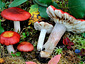 Russula renidens