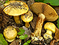 Cortinarius majusculus