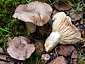 Lactarius flexuosus